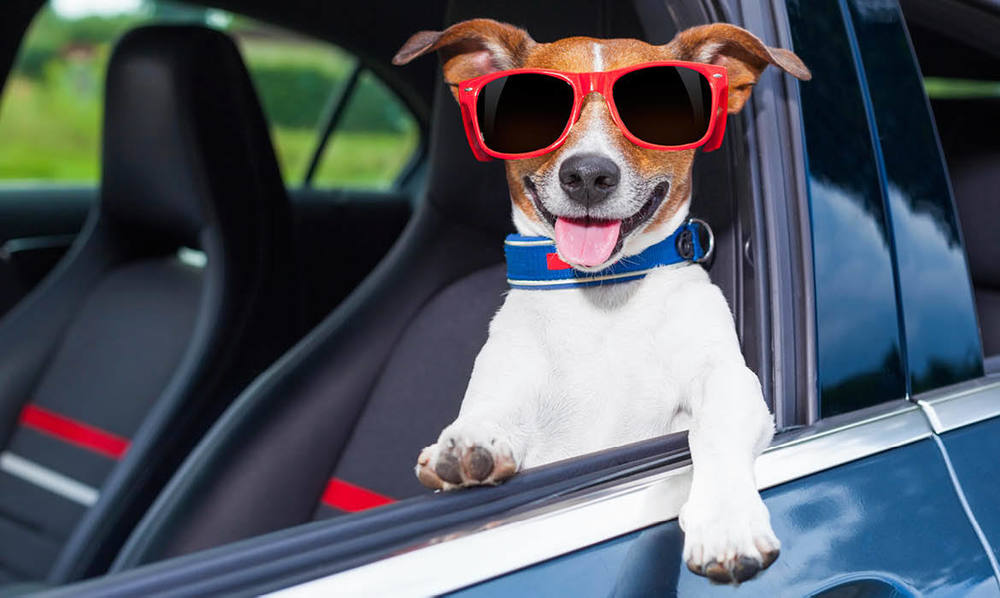 Dog in car in sunglasses