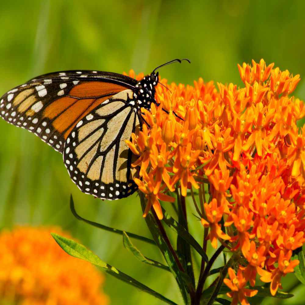 Butterfly weed plant with butterfly